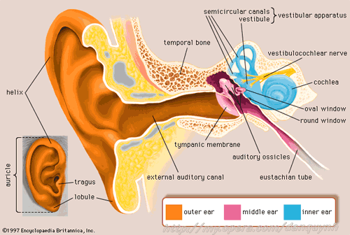 Viêm xoang là nguyên nhân hàng đầu gây viêm tai giữa